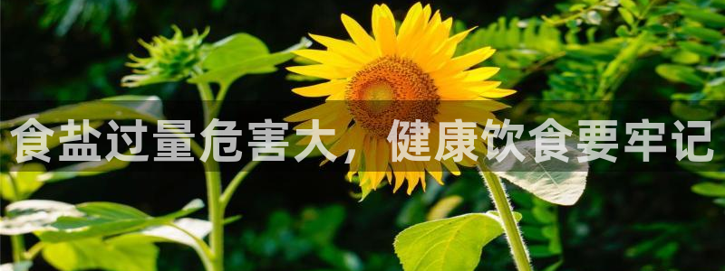威九国际小说